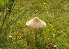 Parasolpilz im Müritz Nationalpark : Pilz